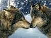 Волчья любовь.