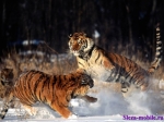 Драка тигров