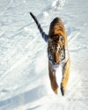 Бежаший тигр