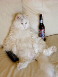 Отдых кота,пока хозяев нет 