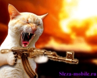 ацкий кот!!!